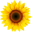 sunflowerrocks.com