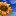 sunflowergites.net