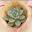succulentadvisor.com