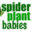 spiderplantbabies.com