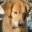 itsgoldenretriever.com