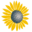 sunflower-project.eu